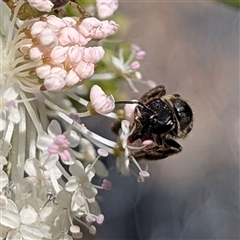 Lasioglossum (Parasphecodes) sp. (genus & subgenus) (Halictid bee) at Acton, ACT - 3 Dec 2024 by HelenCross