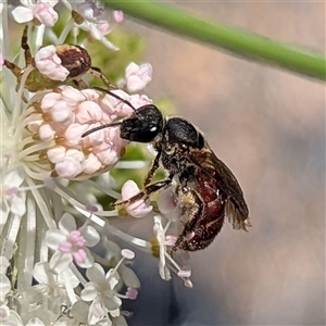 Lasioglossum (Parasphecodes) sp. (genus & subgenus) at Acton, ACT - 4 Dec 2024