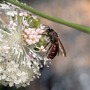 Lasioglossum (Parasphecodes) sp. (genus & subgenus) at Acton, ACT - 4 Dec 2024