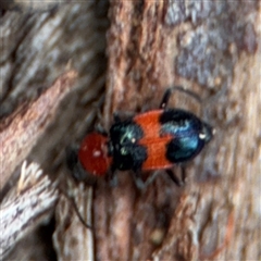 Dicranolaius cinctus (Notched-leg Red & Blue Flower Beetle) at Russell, ACT - 4 Dec 2024 by Hejor1