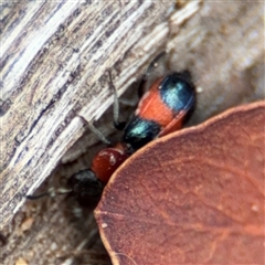 Dicranolaius bellulus at Russell, ACT - 4 Dec 2024