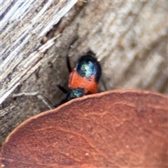 Dicranolaius bellulus at Russell, ACT - 4 Dec 2024