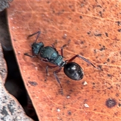 Polyrhachis sp. (genus) (A spiny ant) at Russell, ACT - 4 Dec 2024 by Hejor1