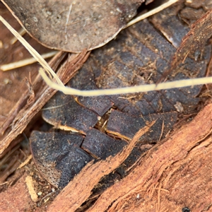 Laxta sp. (genus) (Bark cockroach) at Russell, ACT by Hejor1