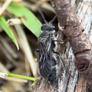 Mutillidae (family) at Russell, ACT - 4 Dec 2024 05:18 PM