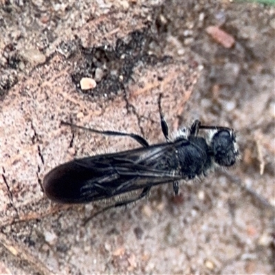 Mutillidae (family) (Unidentified Mutillid wasp or velvet ant) at Russell, ACT - 4 Dec 2024 by Hejor1