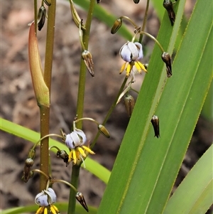 Dianella tasmanica (Tasman Flax Lily) at Uriarra Village, ACT by KenT