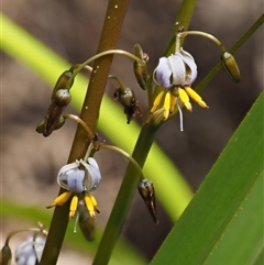 Dianella tasmanica at Uriarra Village, ACT - 21 Nov 2024