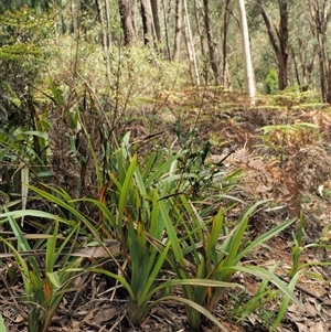 Dianella tasmanica at Uriarra Village, ACT - 21 Nov 2024