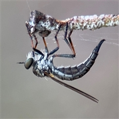 Cerdistus sp. (genus) (Slender Robber Fly) at Russell, ACT - 4 Dec 2024 by Hejor1