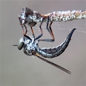 Cerdistus sp. (genus) at Russell, ACT - 4 Dec 2024