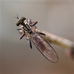 Cerdistus sp. (genus) at Russell, ACT - 4 Dec 2024