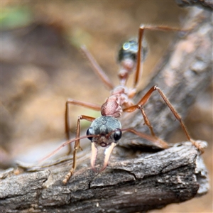 Myrmecia nigriceps at Russell, ACT - 4 Dec 2024