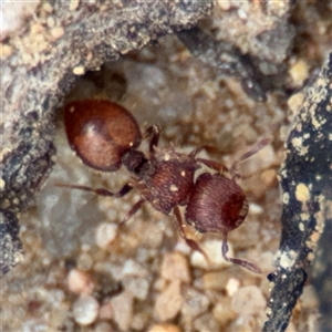 Meranoplus sp. (genus) (Shield Ant) at Russell, ACT by Hejor1