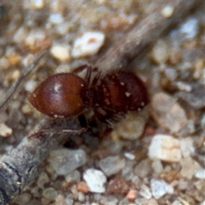 Meranoplus sp. (genus) at Russell, ACT - 4 Dec 2024