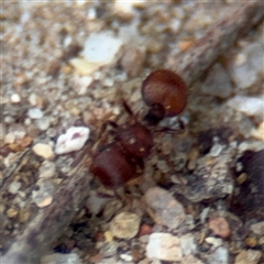 Meranoplus sp. (genus) at Russell, ACT - 4 Dec 2024