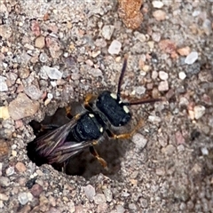 Cerceris sp. (genus) (Unidentified Cerceris wasp) at Russell, ACT - 4 Dec 2024 by Hejor1