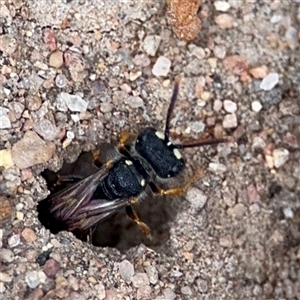 Cerceris sp. (genus) (Unidentified Cerceris wasp) at Russell, ACT by Hejor1