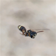 Cerceris sp. (genus) at Russell, ACT - 4 Dec 2024