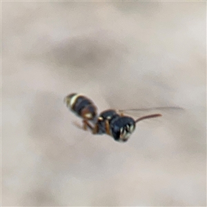 Cerceris sp. (genus) at Russell, ACT - 4 Dec 2024