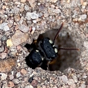 Cerceris sp. (genus) at Russell, ACT - 4 Dec 2024