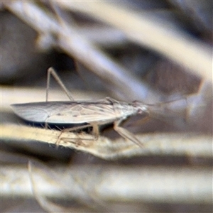 Nabis sp. (genus) (Damsel bug) at Russell, ACT by Hejor1