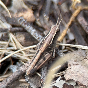 Phaulacridium vittatum (Wingless Grasshopper) at Russell, ACT by Hejor1