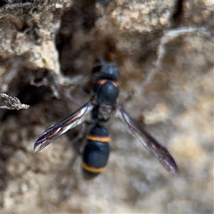 Paralastor sp. (genus) at Russell, ACT - 4 Dec 2024