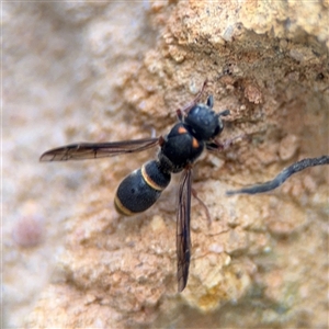 Paralastor sp. (genus) at Russell, ACT - 4 Dec 2024