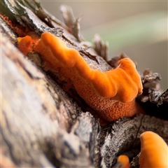 Piptoporus australiensis (Curry Punk) at Russell, ACT - 4 Dec 2024 by Hejor1