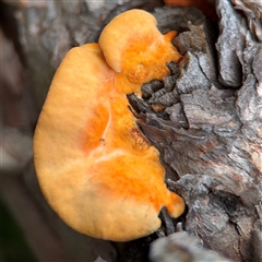 Piptoporus australiensis at Russell, ACT - 4 Dec 2024 04:45 PM