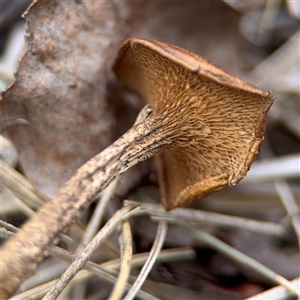 Lentinus arcularius at Russell, ACT - 4 Dec 2024