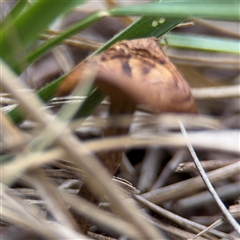 Lentinus arcularius at Russell, ACT - 4 Dec 2024