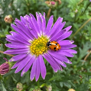 Hippodamia variegata (Spotted Amber Ladybird) at Russell, ACT by Hejor1