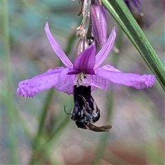 Apiformes (informal group) (Unidentified bee) at Acton, ACT - 4 Dec 2024 by HelenCross