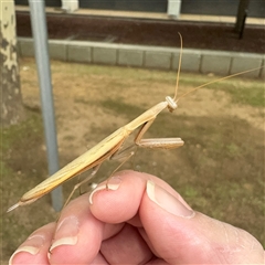 Mantis octospilota (Eight-spotted or Black-barred mantis) at Russell, ACT - 3 Dec 2024 by Hejor1