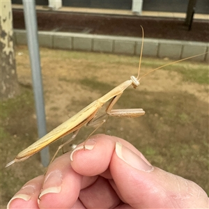 Tenodera australasiae at Russell, ACT - 3 Dec 2024 08:46 AM