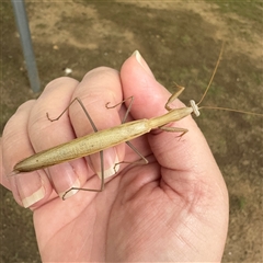 Tenodera australasiae at Russell, ACT - 3 Dec 2024 08:46 AM