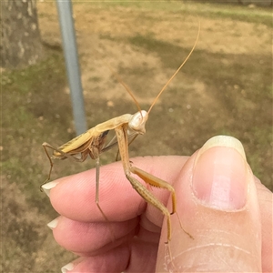 Tenodera australasiae at Russell, ACT - 3 Dec 2024 08:46 AM