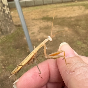 Tenodera australasiae at Russell, ACT - 3 Dec 2024 08:46 AM