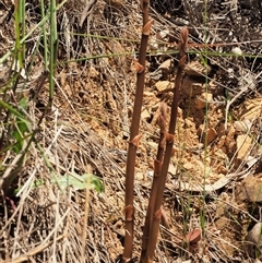 Dipodium sp. (A Hyacinth Orchid) at Uriarra Village, ACT - 21 Nov 2024 by KenT