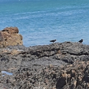 Haematopus fuliginosus at Diggers Camp, NSW - suppressed