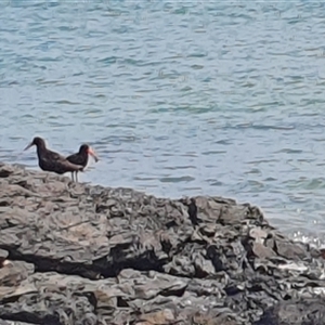 Haematopus fuliginosus at Diggers Camp, NSW - suppressed