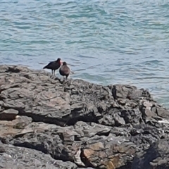 Haematopus fuliginosus at Diggers Camp, NSW - suppressed