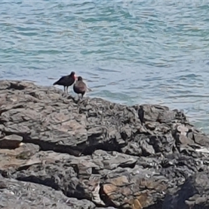 Haematopus fuliginosus at Diggers Camp, NSW - suppressed