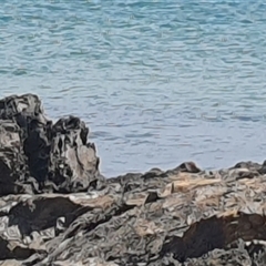 Haematopus fuliginosus at Diggers Camp, NSW - suppressed