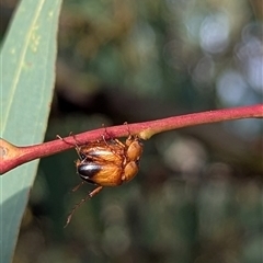 Phyllotocus macleayi (Nectar scarab) at Kambah, ACT - 3 Dec 2024 by HelenCross