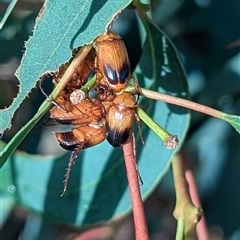 Phyllotocus macleayi at Kambah, ACT - 4 Dec 2024 07:05 AM