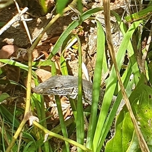 Varanus gouldii at Diggers Camp, NSW by Topwood