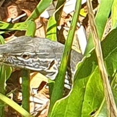 Varanus gouldii at Diggers Camp, NSW - 4 Dec 2024 11:12 AM